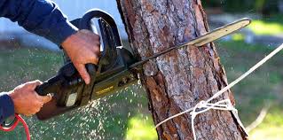 Best Lawn Pest Prevention  in Friendswood, TX