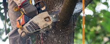 Best Lot and Land Clearing  in Friendswood, TX