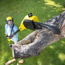 Best Lawn Mowing  in Friendswood, TX