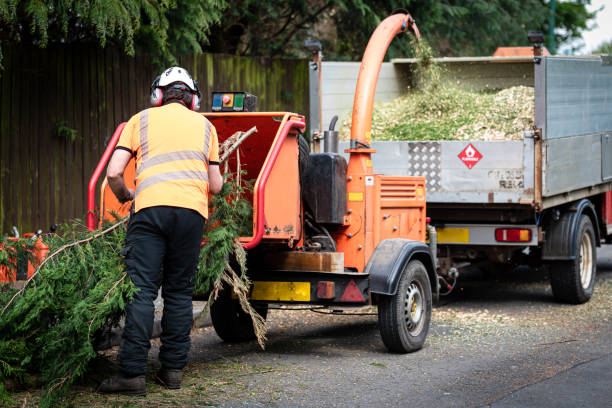 Best Emergency Tree Removal  in Friendswood, TX