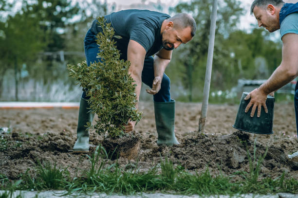 Best Tree Disease Treatment  in Friendswood, TX