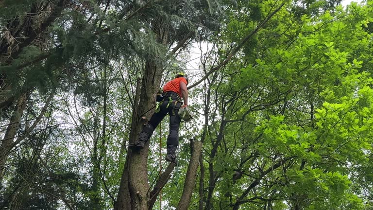 Best Lot and Land Clearing  in Friendswood, TX